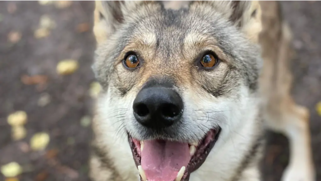 Tierheimhund eingeschläfert - obwohl er schon ein neues Zuhause hatte.png